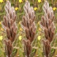 676430-thamnochortus-rigidus