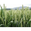 676445-triticum-aestivum-goplana-telimena-lavett-tybalt