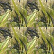 676455-triticum-dicoccum-utrechtse-blauwe-utrecht-blue