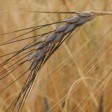676470-triticum-dicoccoides