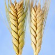 676475-triticum-dicoccum