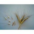676480-triticum-dicoccum-padre-pio