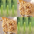 676485-triticum-monococcum