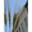 676495-triticum-turgidum-ssp-turanicum-kamut