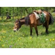 678210-kruidenmix-voor-paarden-top-24