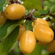 822592-kornoeljekers-flava-nesnyj