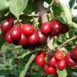 822593-kornoeljekers-florianka