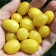 822594-kornoeljekers-jantarnyj