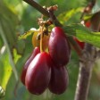 822600-kornoeljekers-pioneer-elegantnyj