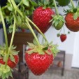 001140-doordragende-aardbei-elan-f1-golan-f1