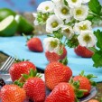 001262-aardbeien-summer-breeze-snow-f1
