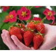 001270-aardbeien-toscana-f1