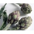 013070-artisjok-violet-provence-violetto