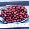 040410-koetjes-erwten-red-ripper