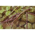 040430-koetjes-erwten-pinkeye-purple-hull-top-pick-pinkeye