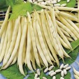 045127-droogbonen-stam-cannellino-lingot-gia-cannellone-bianco-di-lingot