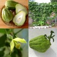 060405-chayote-smoothy