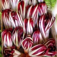 070260-roodlof-rossa-di-treviso-tardiva