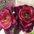 070095-roosjeslof-grumolo-rosso