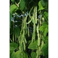 049000-stoksnijbonen-helda