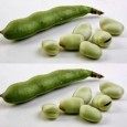 049950-tuinbonen-cuku-pupas