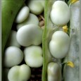 050000-tuinbonen-driemaal-wit