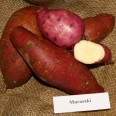 409607-zoete-aardappels-murasaki