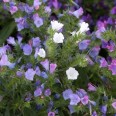 519020-echium-plantagineum-dwarf-mixed