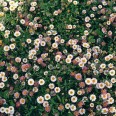 519060-erigeron-karvinskianus-profusion