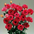 519610-eustoma-exaltum-ssp-russelianum-mariachi-carmine-f1