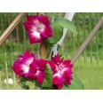 528150-ipomoea-imperialis-ruffled-pink
