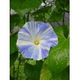 528160-ipomoea-tricolor-flying-saucers