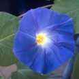 528200-ipomoea-tricolor-heavenly-blue