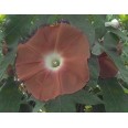 528210-ipomoea-nil-hot-chocolate