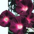 528220-ipomoea-purpurea-kniola-black