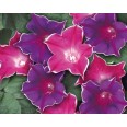 528303-ipomoea-purpurea-picotee-mix