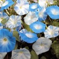 528325-ipomoea-tricolor-skylark-mixed