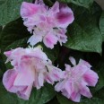 528332-ipomoea-nil-split-second-double