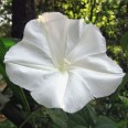 528500-ipomoea-alba-white