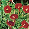 528690-ipomoea-multifida-cardinal-climber