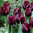 730896-tulipa-ronaldo
