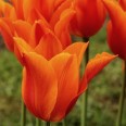 731211-tulipa-ballerina
