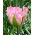 731551-tulipa-groenland