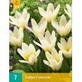 732020-tulipa-kaufmanniana-hybriden-concerto