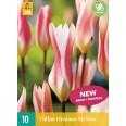 732862-tulipa-clusiana-stellata