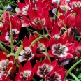 732881-tulipa-little-beauty