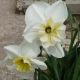 733410-narcissus-papillon-blanc
