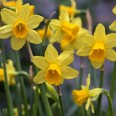 733795-narcissus-tete-tete