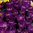 733901-crocus-flower-record