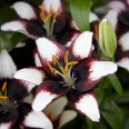 736311-lilium-hybride-asiatic-black-white